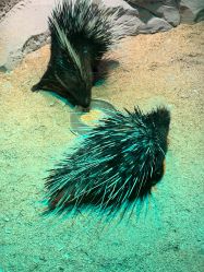 点击看大图 -酷嗒动物文化乐园(cutezoo西溪乐天城店)