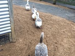 -费瑟代尔野生动物园