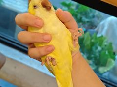 -吉丁鸟咖·异宠·寄养