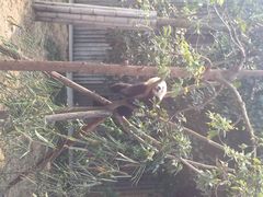 iphone_upload_pic-成都大熊猫繁育研究基地