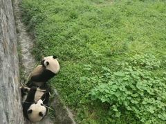 -都江堰中华大熊猫苑