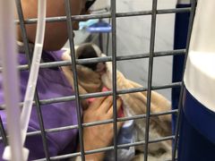 -伟伟宠物医院·CT影像中心·瑞派犬猫综合性门诊(汉口总院)