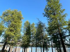 -飞来湖湿地公园