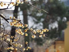 -西园寺