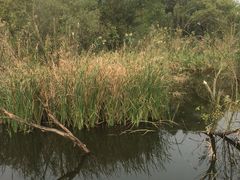 -西湖风景区-江洋畈生态公园