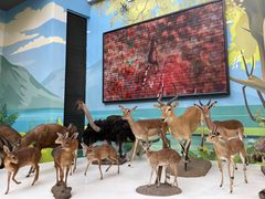 -陕西自然博物馆