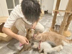 -楼上猫咖(罗湖店)