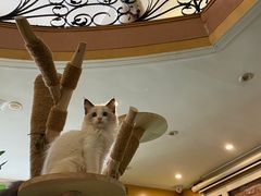 -喜柴咖啡·柴犬狗咖