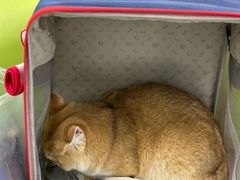 -北京观赏动物医院·24小时大型综合·猫专科·异宠专科