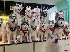 -Husky Go! 哈士奇体验馆·宠物咖啡厅狗咖