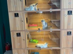 -猫十亿·布偶金渐层·曼基康矮脚猫舍(青年路店)