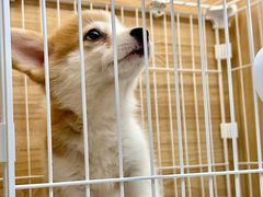 -南京宠物基地·宠物狗宠物猫售卖(南京店)