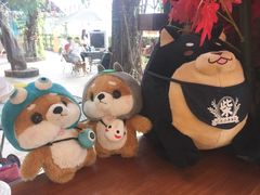 -柴犬高等学院·狗咖·柴犬售卖·宠物训练