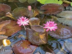 -国家植物园南园