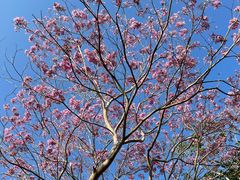 -天适樱花悠乐园