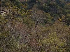 -青峰峡国家森林公园