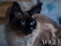 -Cappucimeow猫咪咖啡馆(韦伯时代店)