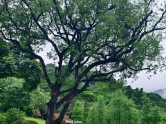 -云溪植物园