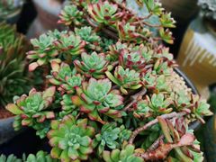 -三圣花乡旅游区