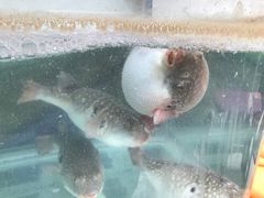 -长顺河豚馆(江洲东路)