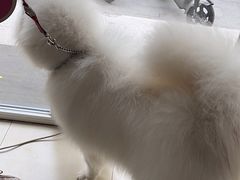 -宠福鑫康馨动物医院·骨科·眼科