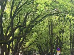 -潜山国家森林公园