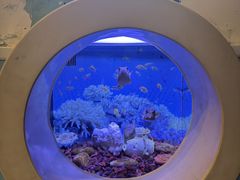 -芜湖新华联大白鲸海洋公园