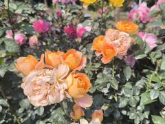 -人民公园(罗湖区)