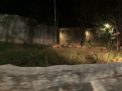 -清迈夜间动物园