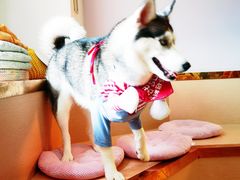 -Husky Go! 哈士奇体验馆·宠物咖啡厅狗咖
