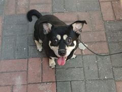 -瑞派福兴宠物医院犬猫全科·骨科·中西医结合(河东店)