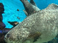 -鹿儿岛水族馆