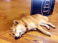 -柴务处·柴犬主题狗咖