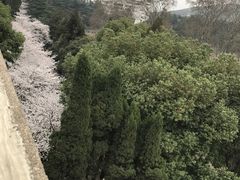 -武汉大学-樱园