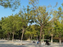 -莲花池公园
