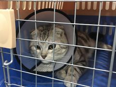 -伟伟宠物医院·CT影像中心·瑞派犬猫综合性门诊(汉口总院)
