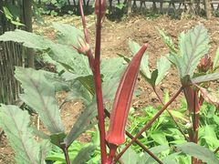 -贵阳市花溪国家城市湿地公园