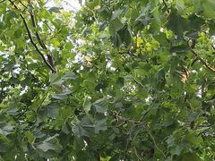 -马遂林烩面馆(少室路店)