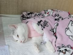 -北京观赏动物医院·24小时大型综合·猫专科·异宠专科