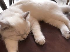 -猫咪咖啡店(新城大街店)