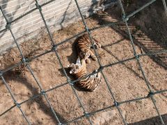 -西霞口神雕山野生动物世界