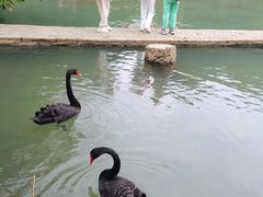 -靖西鹅泉风景区
