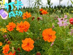 -石家庄市植物园