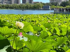 -莲花池公园