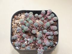 -秦美花卉(天朗·莱茵小城2期店)