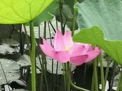 -四川大学(望江校区)
