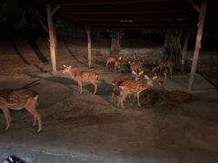 -清迈夜间动物园