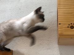 -藏猫猫咖啡主题馆(中央大道店)