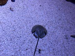 -暹罗海洋世界