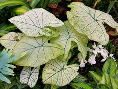 -北京植物园-展览温室